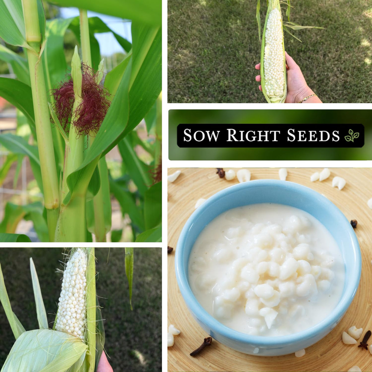 Fresh ears with shoe peg kernel pattern deliver juicy farm-fresh flavor.