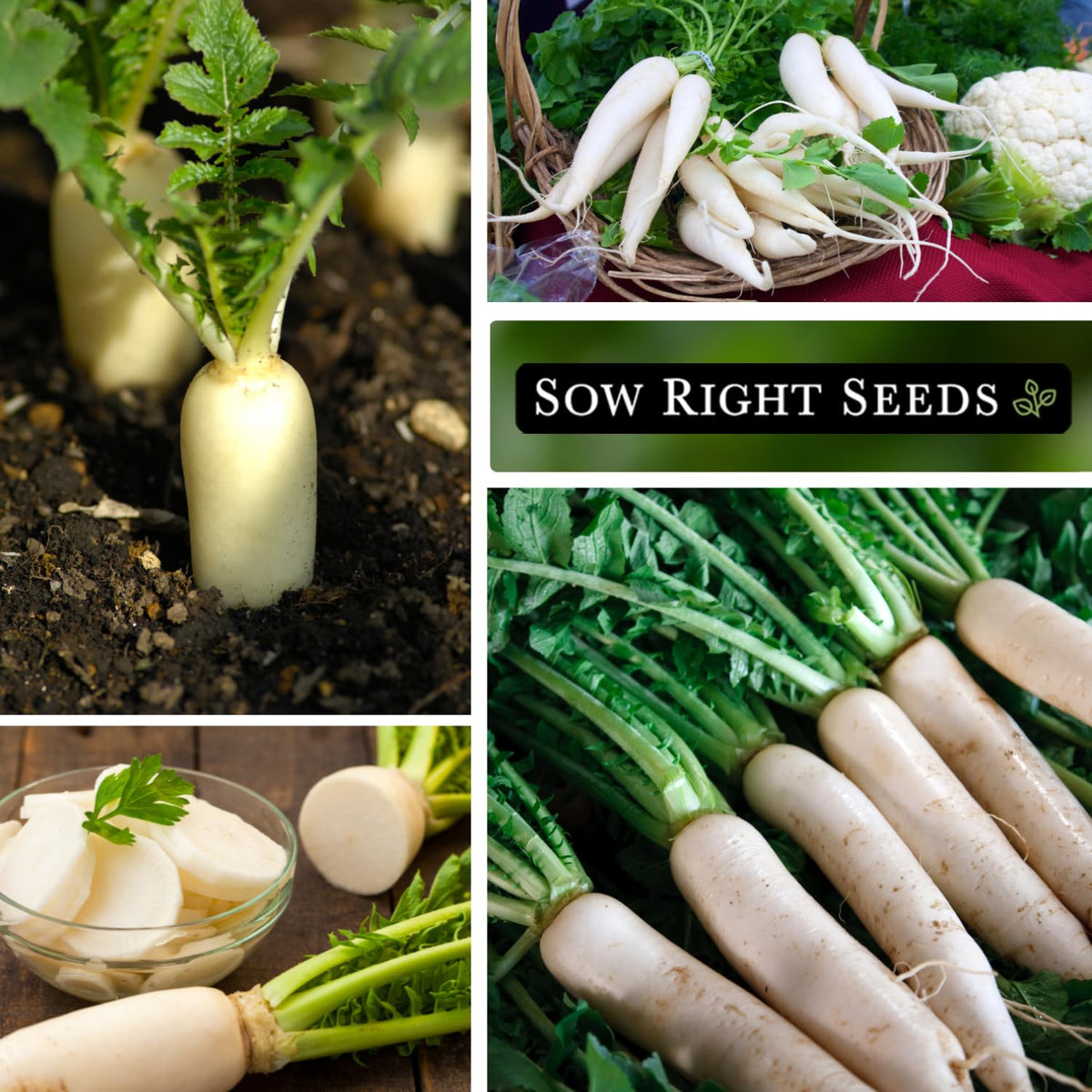 Sow Right Seeds Minowase Daikon serves as a cover crop to protect and aerate soil