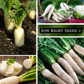 Sow Right Seeds Minowase Daikon serves as a cover crop to protect and aerate soil