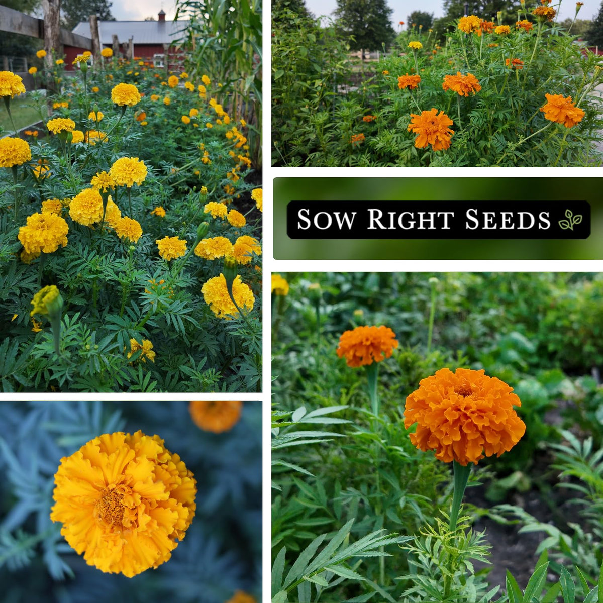 Crackerjack marigold blossoms blaze in gold and orange hues