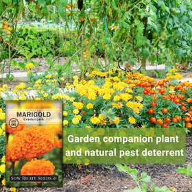 Sow Right Seeds Crackerjack marigolds line borders for color