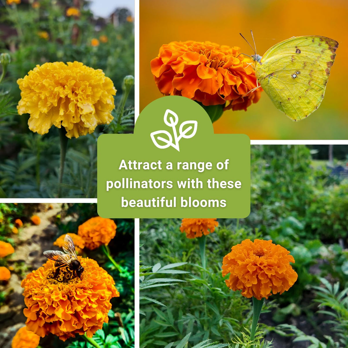 Crackerjack marigolds make ideal cut flowers for indoor arrangements