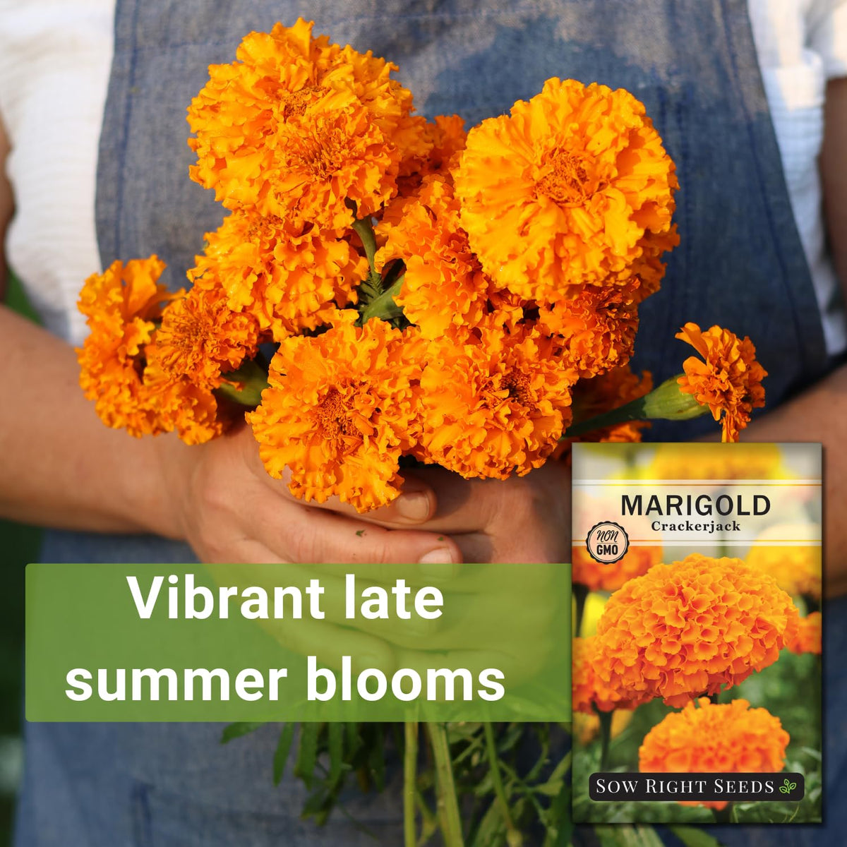 Bees visit Crackerjack marigolds, boosting pollinator activity