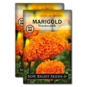 Sow Right Seeds Crackerjack marigold seeds packet ready for planting with future color