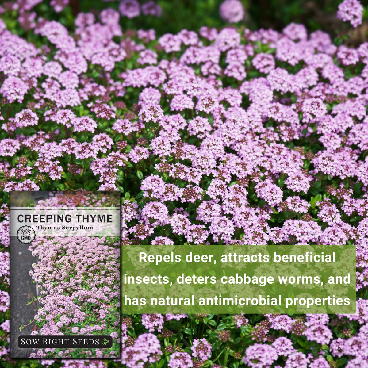 Sow Right Seeds Creeping Thyme groundcover foliage forming a dense carpet.