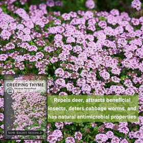 Sow Right Seeds Creeping Thyme groundcover foliage forming a dense carpet.