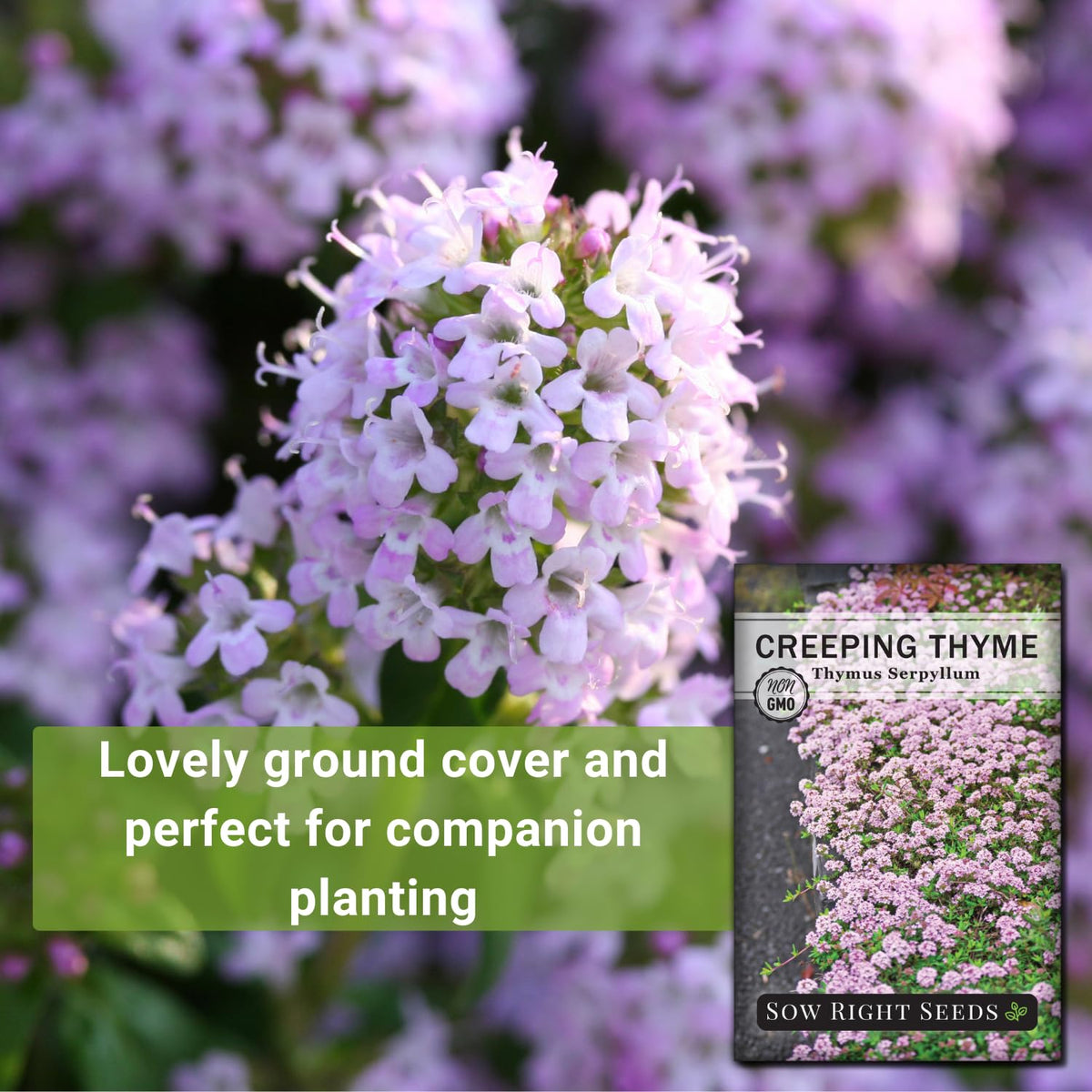 Sow Right Seeds Creeping Thyme used as lawn alternative along a path.