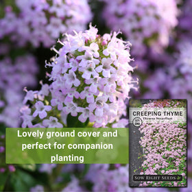 Sow Right Seeds Creeping Thyme used as lawn alternative along a path.