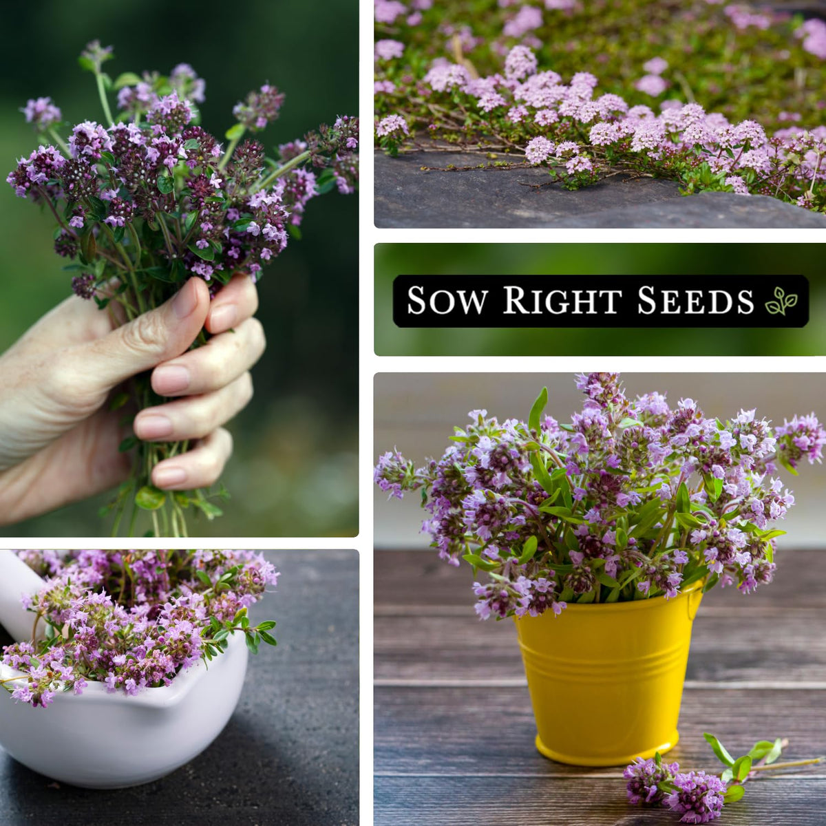 Sow Right Seeds Creeping Thyme mature plant spreading across a garden bed.