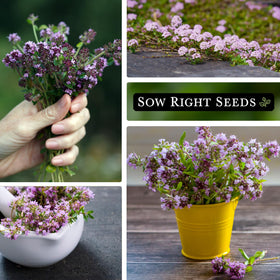 Sow Right Seeds Creeping Thyme mature plant spreading across a garden bed.