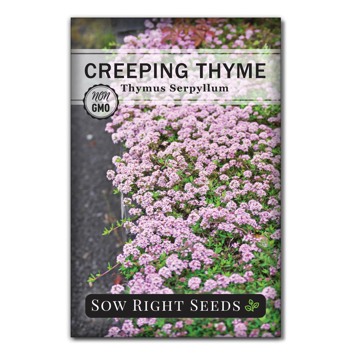 Sow Right Seeds Creeping Thyme seed packet with lavender blooms for color in beds.