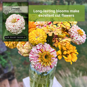 Cut-flower ready Peppermint Stick Zinnia blooms for arrangements.