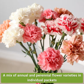 Sow Right Seeds Daisy Shasta Alaska packet creates bright, airy cottage garden accents.