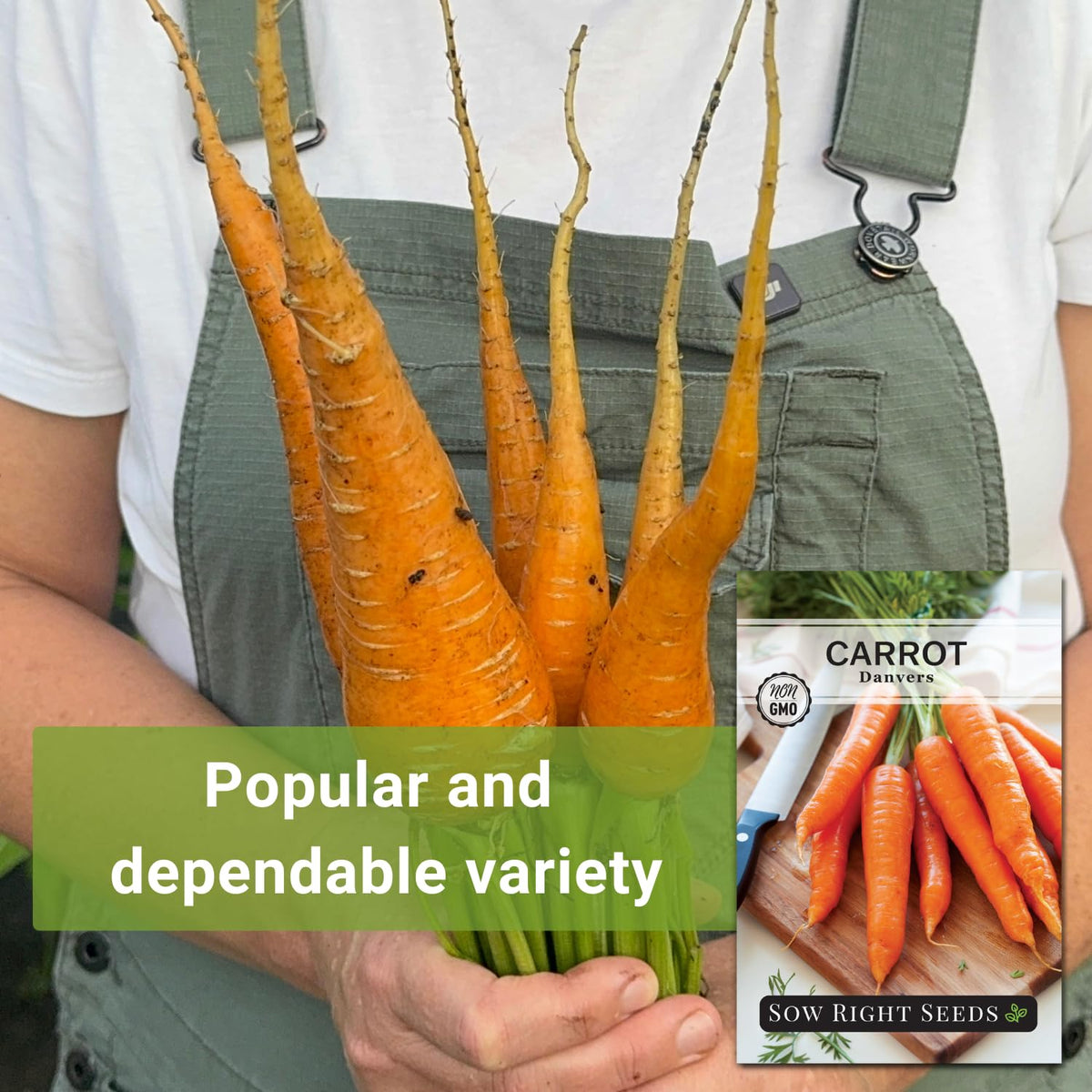 Sow Right Seeds Danvers 126 carrots maturing in 65-85 days