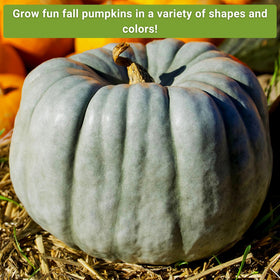Sow Right Seeds decorative pumpkins in a garden display