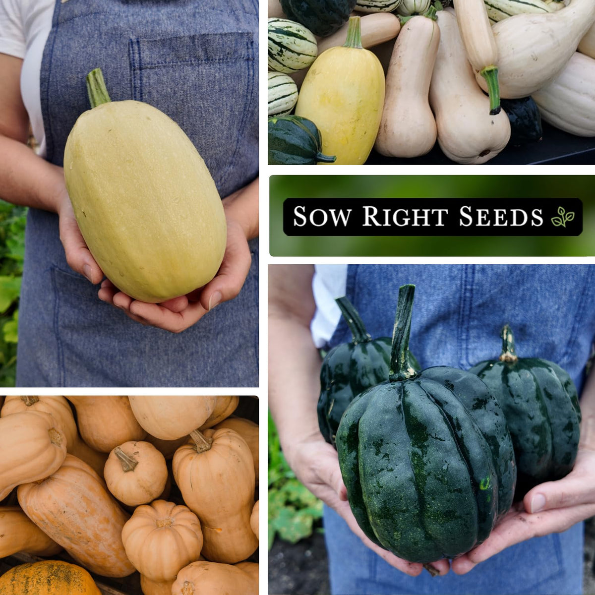 Sow Right Seeds dense vine growth showing productive squash plants in a garden