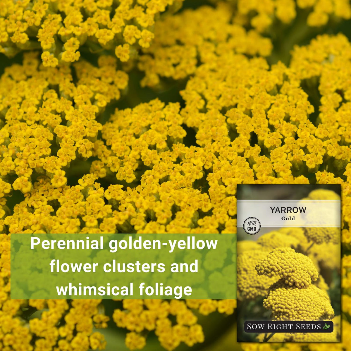 Sow Right Seeds dense yellow flowers: long-lasting color in the garden