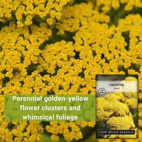 Sow Right Seeds dense yellow flowers: long-lasting color in the garden