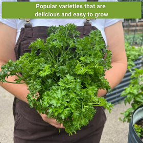 Sow Right Seeds dill packet for fresh dill on salads and dressings