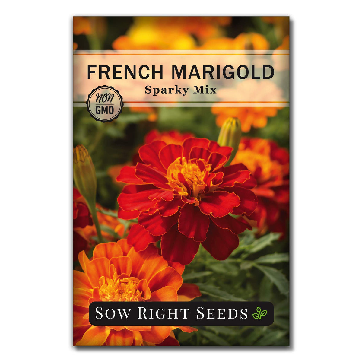 Sow Right Seeds Dwarf Dahlia packet with petite, showy blooms for compact garden borders.