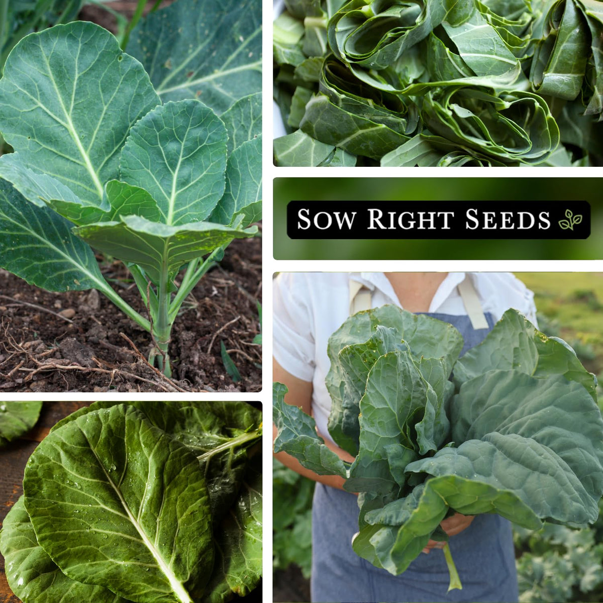 Sow Right Seeds early-maturing collards reach 60–75 days to harvest