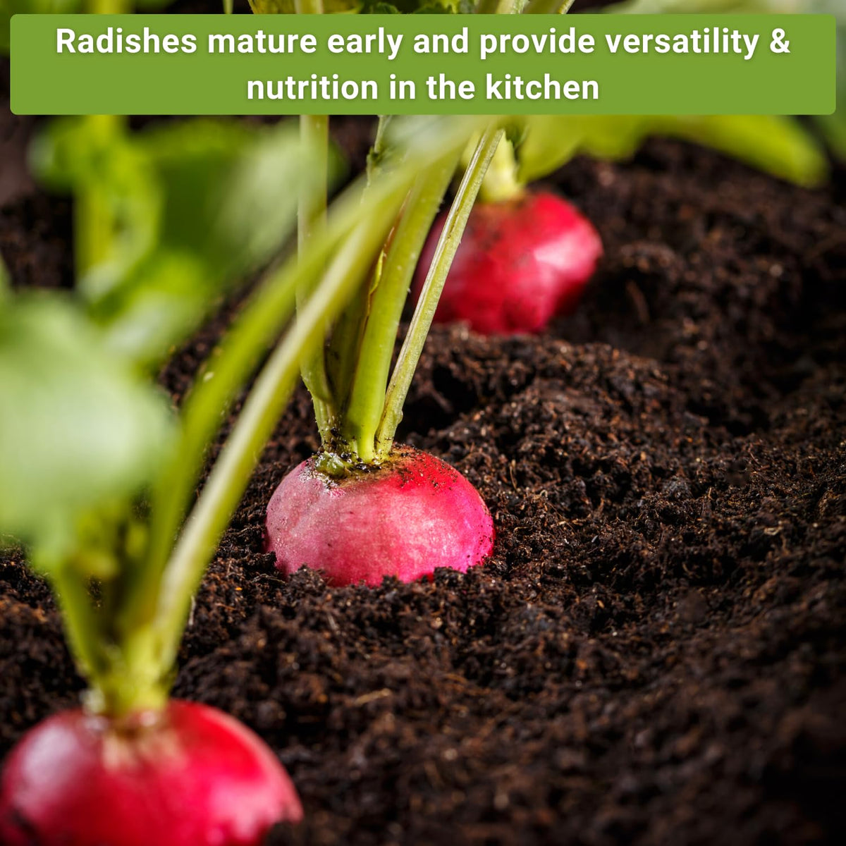 Sow Right Seeds Easter Egg Mix radish seeds add colorful roots to dishes.
