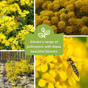 Sow Right Seeds easy-to-grow flowers deliver color with minimal care.
