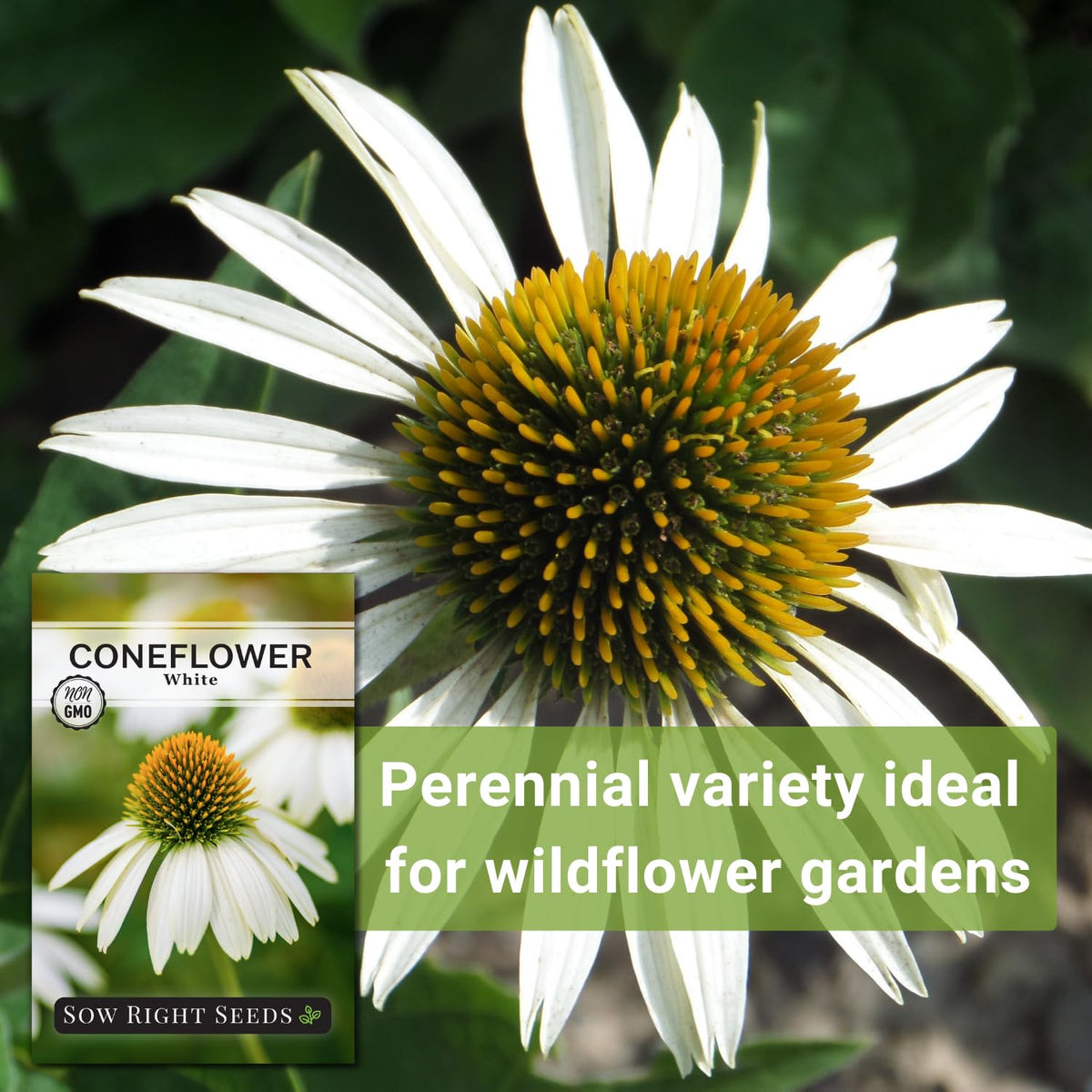 Sow Right Seeds seed packet label for White Coneflower Echinacea.