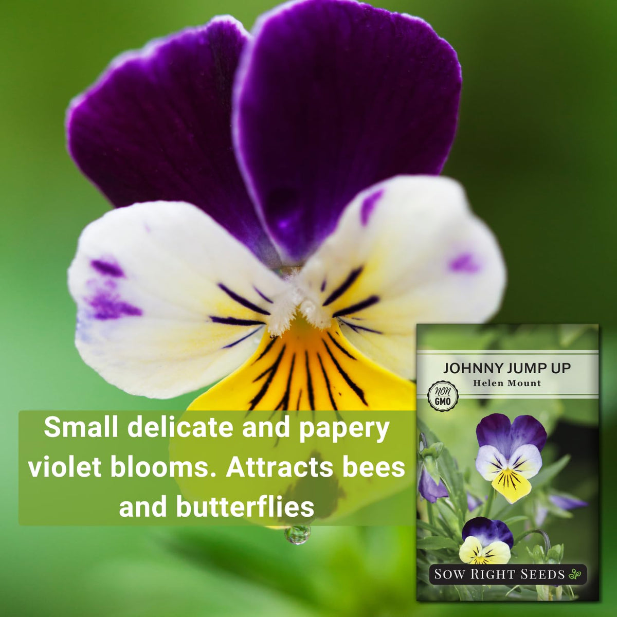 Sow Right Seeds edible Johnny Jump-Up flowers for salads and garnishes.