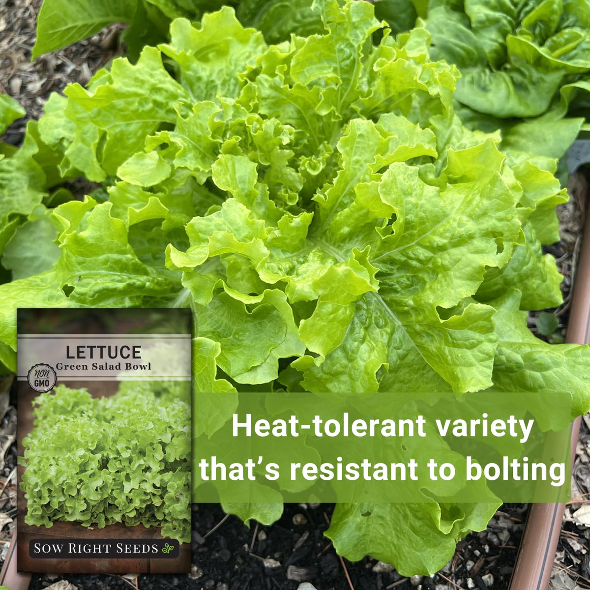 Sow Right Seeds fast-harvest lettuce seeds for quicker homegrown salads.