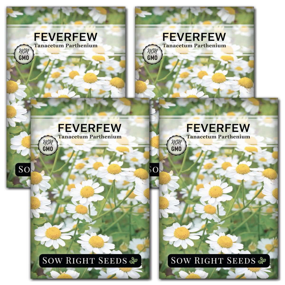 Sow Right Seeds feverfew seed packet ready for easy herb garden planting