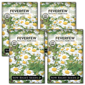 Sow Right Seeds feverfew seed packet ready for easy herb garden planting