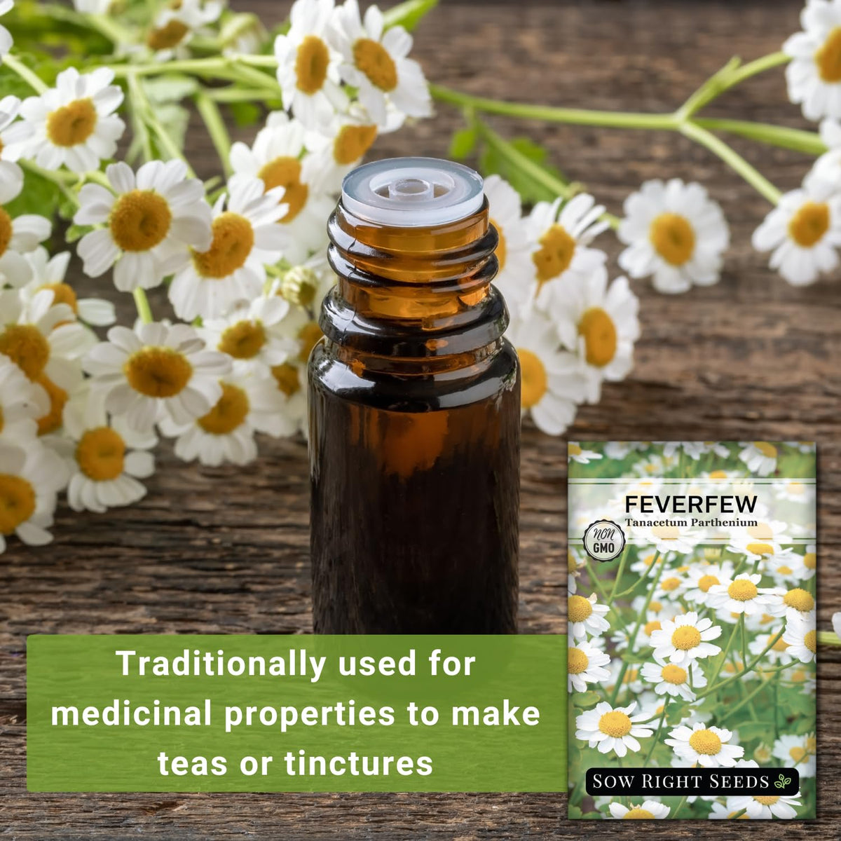 Sow Right Seeds feverfew white flowers scenting the air, ideal for herb aesthetics