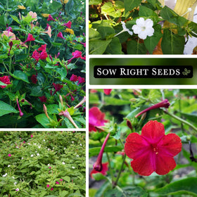 Pollinator-friendly Four-Oclock blossoms drawing butterflies and bees.