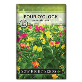 Sow Right Seeds Four-Oclock Formula Mix blooms close-up; attracts pollinators.