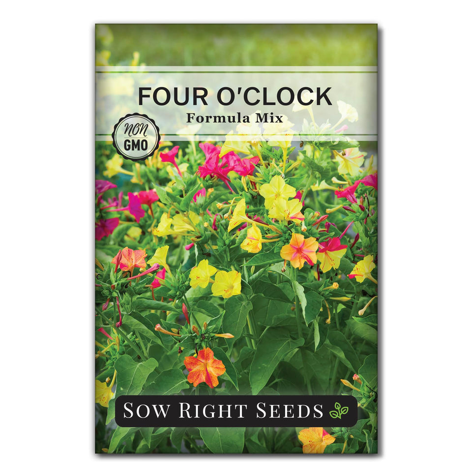 Sow Right Seeds Four-Oclock Formula Mix blooms close-up; attracts pollinators.