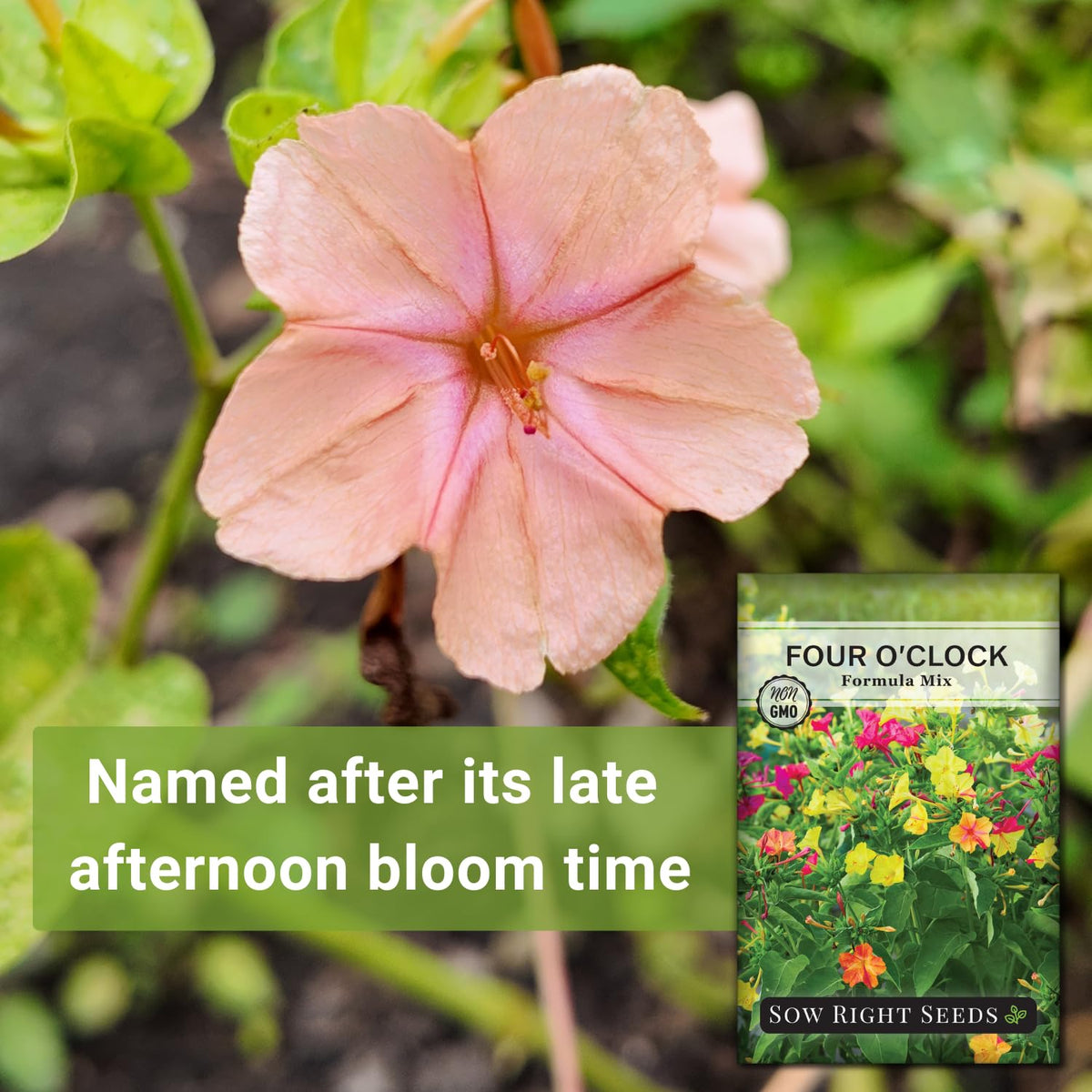 Garden-ready planting with Four-Oclock Formula Mix in full sun.