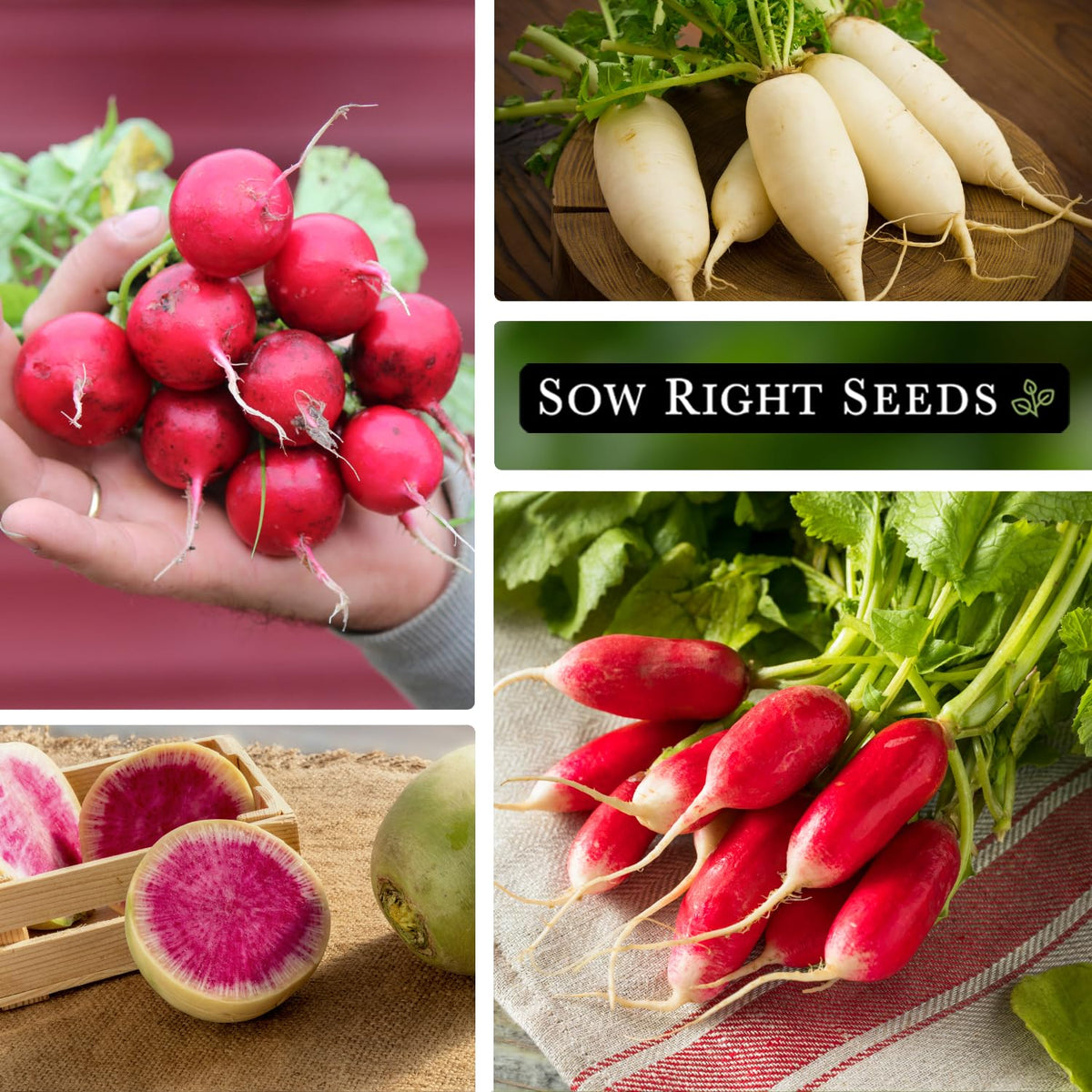 Sow Right Seeds French Breakfast radish seeds ideal for fresh snacking.