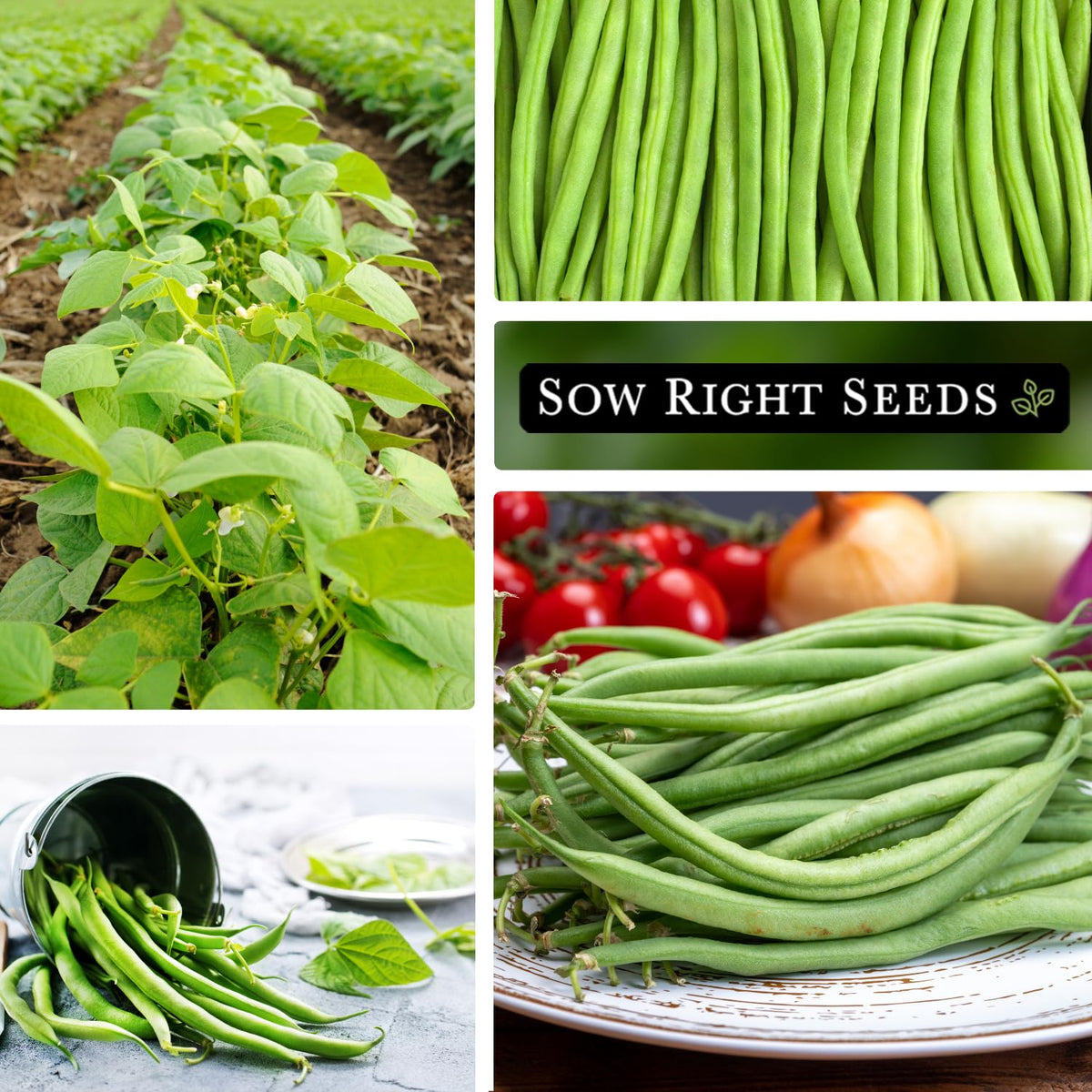 Sow Right Seeds French Slenderette pods mature in 55-65 days