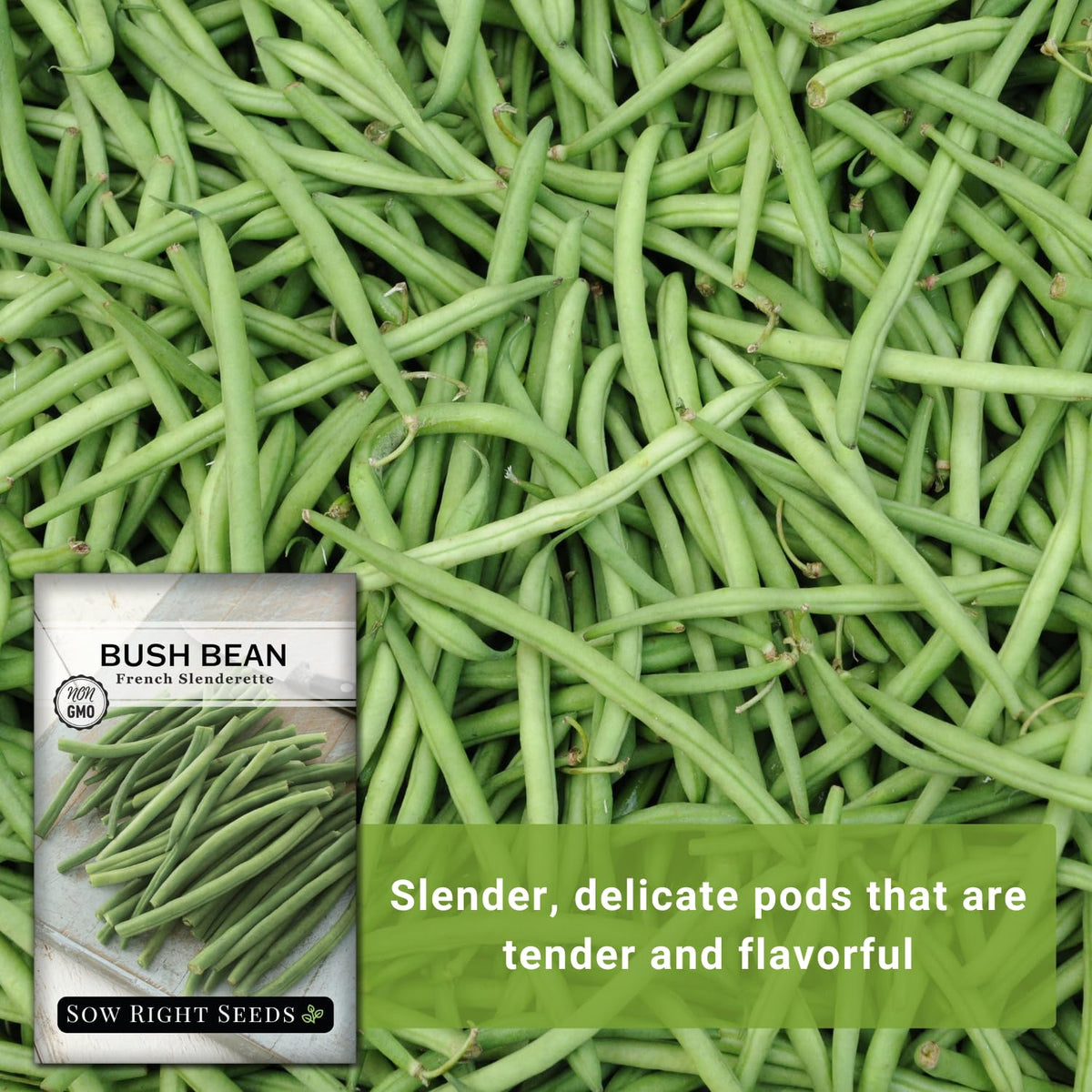 Sow Right Seeds French Slenderette compact plants reach 18-24 inches tall