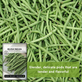 Sow Right Seeds French Slenderette compact plants reach 18-24 inches tall
