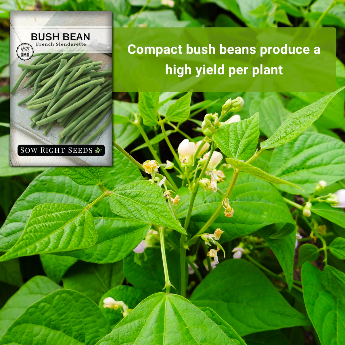 Sow Right Seeds French Slenderette beans for fresh, steamed, or sautéed meals