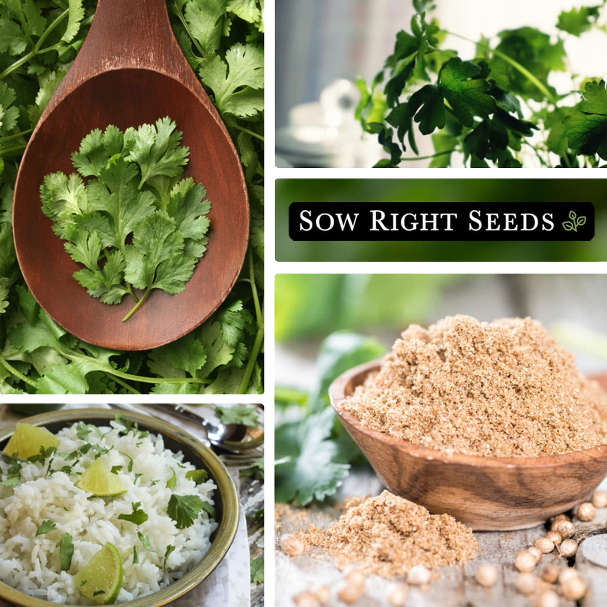 Sow Right Seeds fresh cilantro leaves for vibrant cooking.