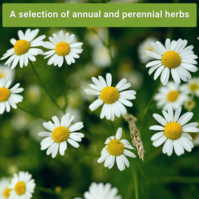 Sow Right Seeds fresh herbs ready to harvest for vibrant meals