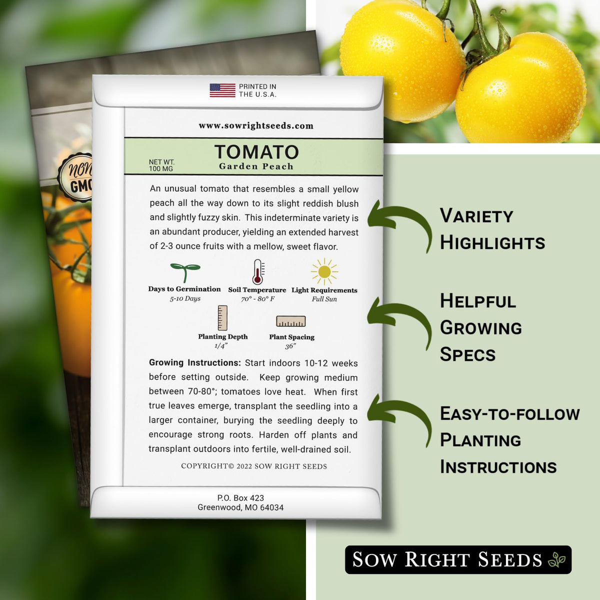 Garden Peach Tomato fruits maturing with sweet, mild flavor