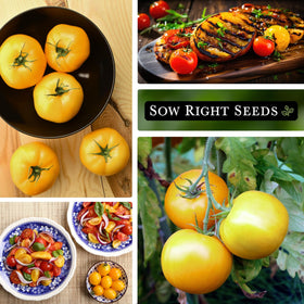 Growing guide for Garden Peach Tomato from Sow Right Seeds
