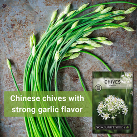 Sow Right Seeds garlic chives leaves ready for harvest in a herb bed.