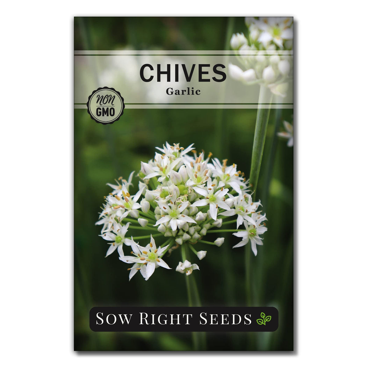 Sow Right Seeds garlic chives seeds packet with planting instructions for home garden.