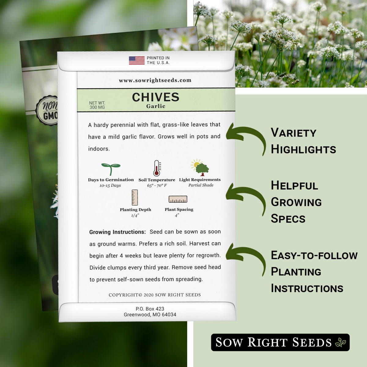 Sow Right Seeds garlic chives sprouting in a sunny container.