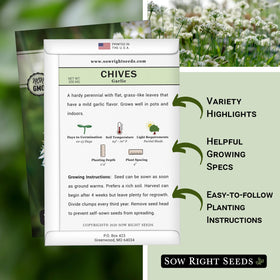 Sow Right Seeds garlic chives sprouting in a sunny container.